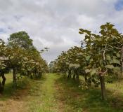 Plantação de Kiwi em Antônio Olinto